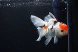 Thai Oranda  Calico 4.5 Inch (ID#1122To5b-87) Free2Day SHIPPING