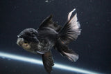 Thai Oranda  Panda 4.5 Inch (ID#1025To1b-76) Free2Day SHIPPING