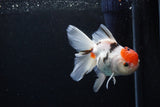 Thai Oranda  Calico 4.5 Inch (ID#1122To5b-87) Free2Day SHIPPING