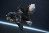 Thai Oranda  Panda 4.5 Inch (ID#1025To1b-76) Free2Day SHIPPING