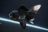 Thai Oranda  Panda 4.5 Inch (ID#1025To1b-76) Free2Day SHIPPING