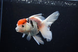 Thai Oranda  Calico 4.5 Inch (ID#1122To5b-87) Free2Day SHIPPING