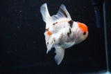 Thai Oranda  Calico 4.5 Inch (ID#1122To5b-87) Free2Day SHIPPING