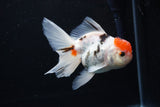 Thai Oranda  Calico 4.5 Inch (ID#1122To5b-87) Free2Day SHIPPING