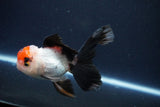 Thai Oranda  Tricolor 4.5 Inch (ID#1025To1b-77) Free2Day SHIPPING