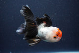 Thai Oranda  Tricolor 4.5 Inch (ID#1025To1b-77) Free2Day SHIPPING