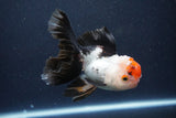 Thai Oranda  Tricolor 4.5 Inch (ID#1025To1b-77) Free2Day SHIPPING