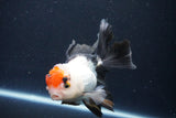 Thai Oranda  Tricolor 4.5 Inch (ID#1025To1b-77) Free2Day SHIPPING