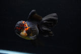 Thai Oranda  Tricolor  5.5 Inch (ID#0110To6c-117)