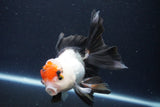 Thai Oranda  Tricolor 4.5 Inch (ID#1025To1b-77) Free2Day SHIPPING