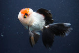 Thai Oranda  Tricolor 4.5 Inch (ID#1025To1b-77) Free2Day SHIPPING