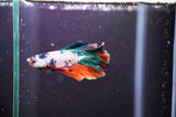 Baby Thai Oranda  Tricolor 3.5 Inch (ID#318TPTA-99) Free2Day SHIPPING