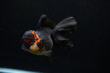 Thai Oranda  Tricolor  5.5 Inch (ID#0110To6c-117)