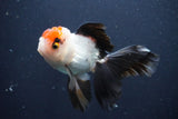 Thai Oranda  Tricolor 4.5 Inch (ID#1025To1b-77) Free2Day SHIPPING