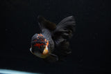 Thai Oranda  Tricolor  5.5 Inch (ID#0110To6c-117)