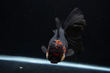 Thai Oranda  Tricolor  5.5 Inch (ID#0110To6c-117)