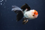 Thai Oranda  Tricolor 4.5 Inch (ID#1025To1b-77) Free2Day SHIPPING