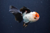 Thai Oranda  Tricolor 4.5 Inch (ID#1025To1b-77) Free2Day SHIPPING