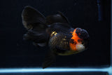 Thai Oranda  Tricolor  5.5 Inch (ID#0110To6c-117)