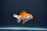 Baby Thai Oranda  Red White 3 Inch (ID#318TPTA-100) Free2Day SHIPPING