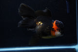 Thai Oranda  Tricolor  5.5 Inch (ID#0110To6c-117)