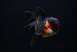 Thai Oranda  Tricolor  5.5 Inch (ID#0110To6c-117)