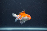 Baby Thai Oranda  Red White 3 Inch (ID#318TPTA-100) Free2Day SHIPPING