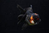 Thai Oranda  Tricolor  5.5 Inch (ID#0110To6c-117)