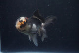 Thai Oranda  Tricolor 4.5 Inch (ID#1025To1b-78) Free2Day SHIPPING