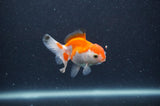 Baby Thai Oranda  Red White 3 Inch (ID#318TPTA-100) Free2Day SHIPPING