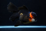 Thai Oranda  Tricolor  5.5 Inch (ID#0110To6c-117)