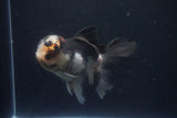 Thai Oranda  Tricolor 4.5 Inch (ID#1025To1b-78) Free2Day SHIPPING