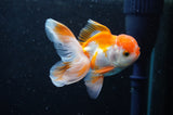 Juvenile Thai Oranda  Red White 3.5 Inch (ID#422T13b-86) Free2Day SHIPPING