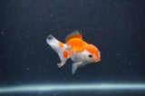 Baby Thai Oranda  Red White 3 Inch (ID#318TPTA-100) Free2Day SHIPPING