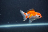 Baby Thai Oranda  Red White 3 Inch (ID#318TPTA-100) Free2Day SHIPPING
