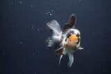 Thai Oranda  Tricolor 4.5 Inch (ID#1025To1b-78) Free2Day SHIPPING