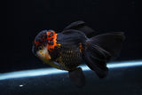 Thai Oranda  Tricolor  5.5 Inch (ID#0110To6c-117)