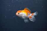Baby Thai Oranda  Red White 3 Inch (ID#318TPTA-100) Free2Day SHIPPING