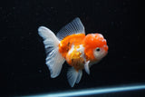 Thai Oranda  Sakura 4.5 Inch (ID#1122To5b-89) Free2Day SHIPPING