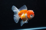 Thai Oranda  Sakura 4.5 Inch (ID#1122To5b-89) Free2Day SHIPPING