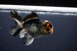 Thai Oranda  Tricolor 4.5 Inch (ID#1025To1b-78) Free2Day SHIPPING