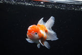 Thai Oranda  Sakura 4.5 Inch (ID#1122To5b-89) Free2Day SHIPPING