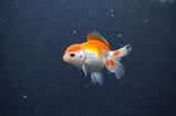 Baby Thai Oranda  Red White 3 Inch (ID#318TPTA-100) Free2Day SHIPPING