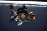 Thai Oranda  Tricolor 4.5 Inch (ID#1025To1b-78) Free2Day SHIPPING