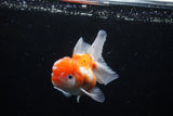 Thai Oranda  Sakura 4.5 Inch (ID#1122To5b-89) Free2Day SHIPPING