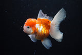 Thai Oranda  Sakura 4.5 Inch (ID#1122To5b-89) Free2Day SHIPPING