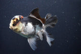 Thai Oranda  Tricolor 4.5 Inch (ID#1025To1b-78) Free2Day SHIPPING