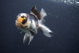 Thai Oranda  Tricolor 4.5 Inch (ID#1025To1b-78) Free2Day SHIPPING