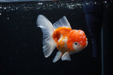 Thai Oranda  Sakura 4.5 Inch (ID#1122To5b-89) Free2Day SHIPPING