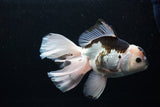 Thai Oranda  Panda 6.5 Inch (ID#0110To6c-118)